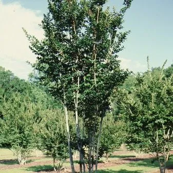 thumbnail for publication: Lagerstroemia x 'Sioux' Sioux Crape Myrtle